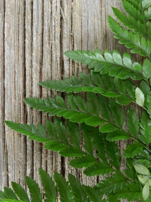 LEATHER LEAF 50 BUNCH